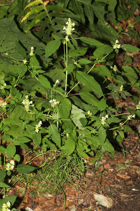 Galeopsis sulphurea / Canapetta sulfurea